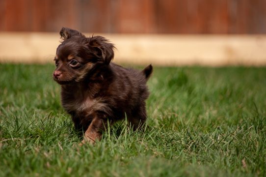 Cute brown puppy running in a grassy field during daytime