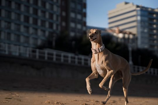 Smiley greyhound dog running on beach