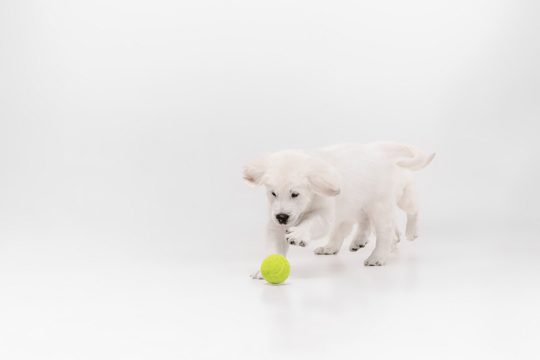Catching. english cream golden retriever playing. cute playful doggy or purebred pet looks cute isolated on white background.