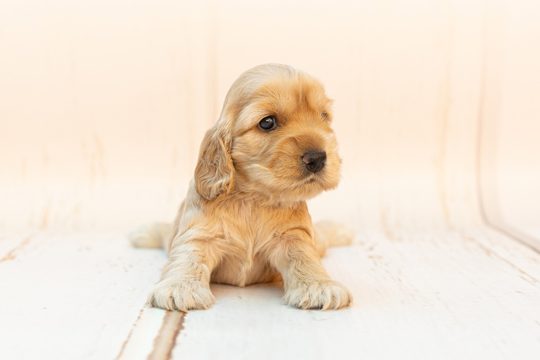 Closeup shot of a cute cocker spaniel puppy with long ears sitting on a white surface