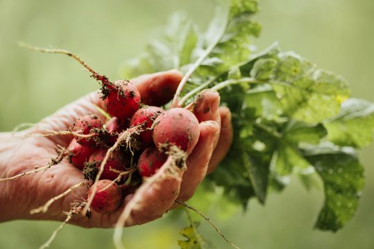 Close-up hand holding fresh radishes