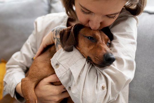Close up on beautiful dachshund hugged by owner