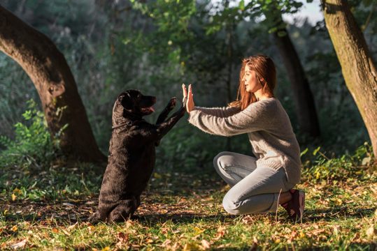 Dog giving high five to his pet owner at park