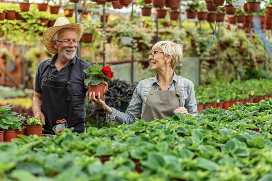 Happy senior greenhouse owners communicating while working together and taking care of flowers focus is on woman