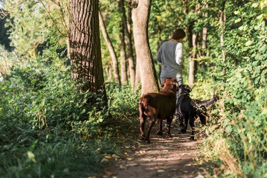 Rear view of a woman walking with her two labrador in trail at forest